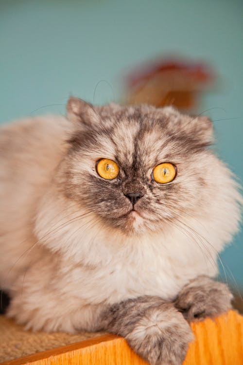 有关可愛, 可愛的, 垂直拍摄的免费素材图片