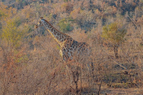 有关動物, 動物攝影, 哺乳動物的免费素材图片