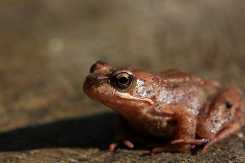 有关兩棲動物, 動物, 動物攝影的免费素材图片