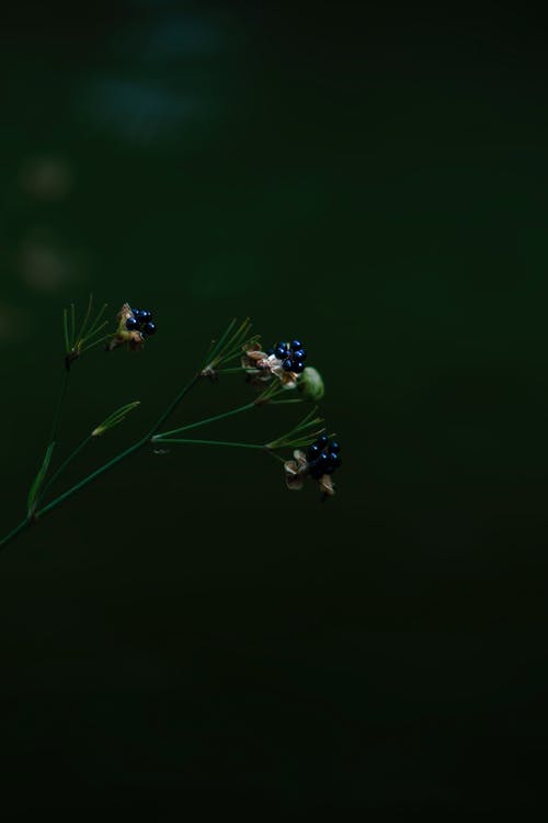 有关冷靜, 分公司, 味道的免费素材图片