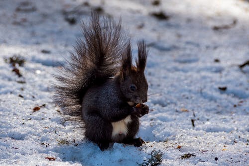 有关乾的, 介质, 冬季的免费素材图片