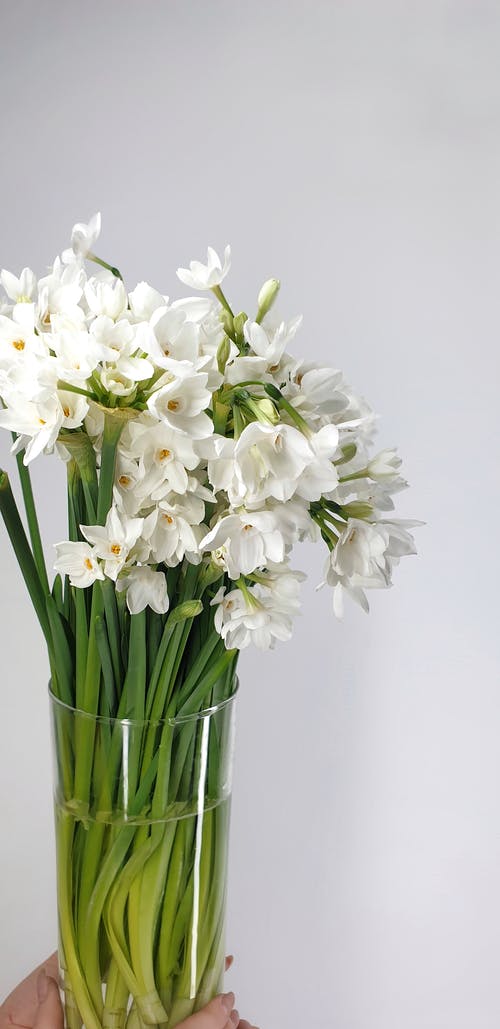 有关paperwhite, 一串, 人的免费素材图片