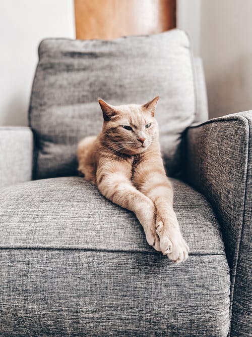 有关動物, 可愛, 可愛的的免费素材图片