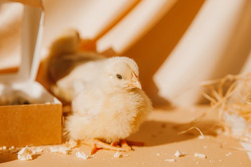 有关傳統, 光, 動物的免费素材图片