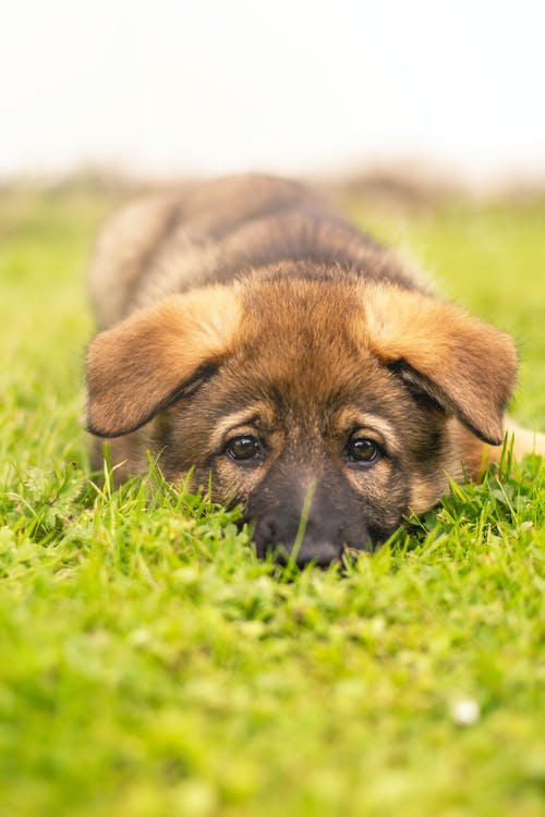 有关動物, 可愛, 哺乳動物的免费素材图片