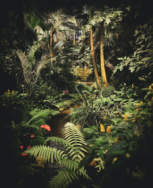 有关不变, 叢林, 和平的的免费素材图片