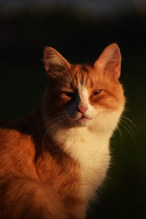 有关動物, 動物攝影, 可愛的免费素材图片