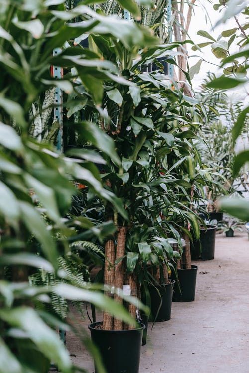 有关什錦的, 划船, 地板的免费素材图片