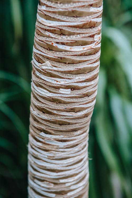 有关不均匀的, 公園, 冷靜的免费素材图片