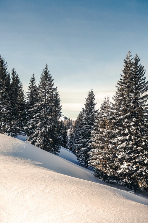 有关下雪的, 冬季, 垂直拍摄的免费素材图片