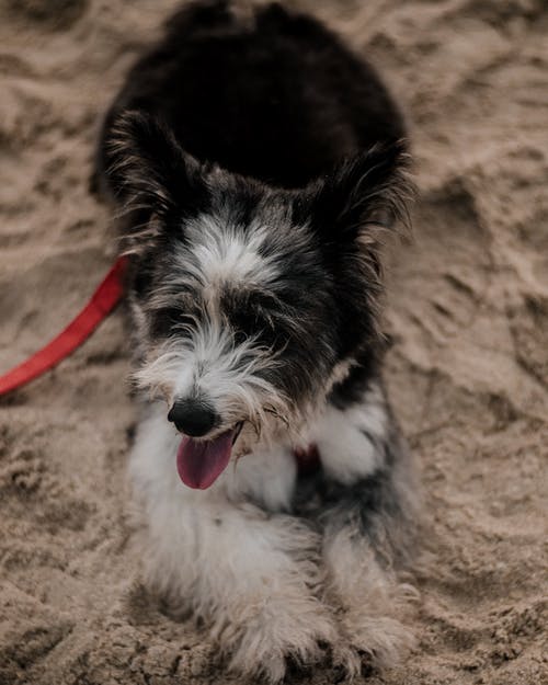 有关動物, 哺乳動物, 坐的免费素材图片