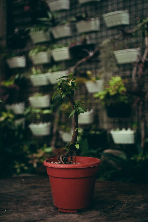 有关一串, 不一樣, 丰富的免费素材图片