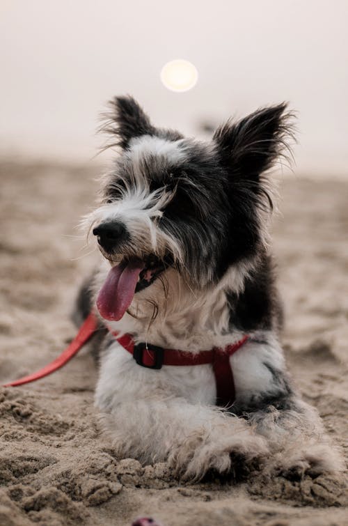 有关動物, 哺乳動物, 坐的免费素材图片