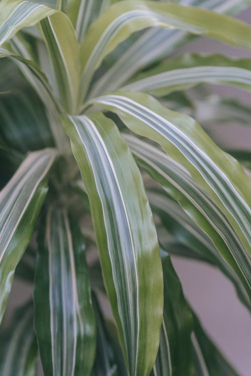 有关光, 单子叶植物, 垂直拍摄的免费素材图片