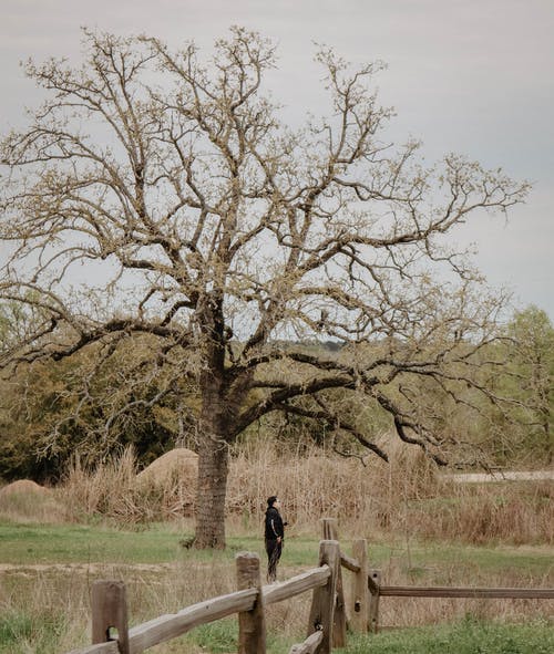 有关人, 分公司, 围栏的免费素材图片