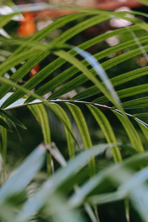 有关冷靜, 分公司, 和平的的免费素材图片