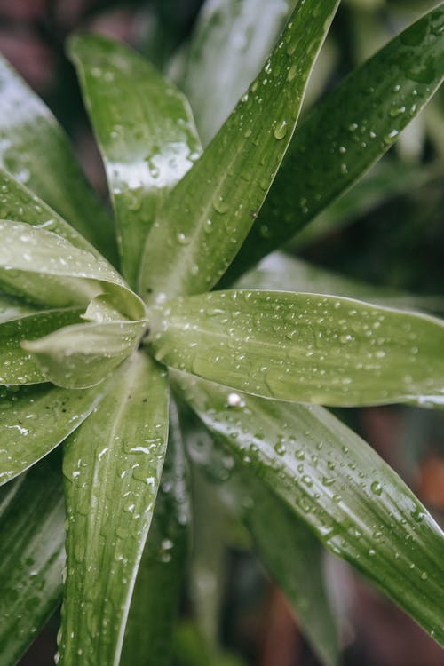 有关和平的, 垂直拍摄, 增長的免费素材图片