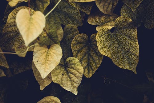 有关元素, 光, 分公司的免费素材图片