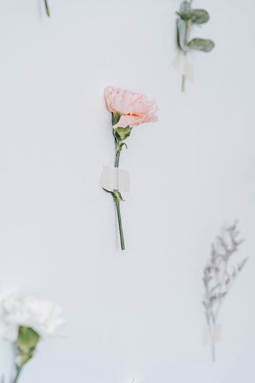 有关優雅, 元素, 創作的的免费素材图片