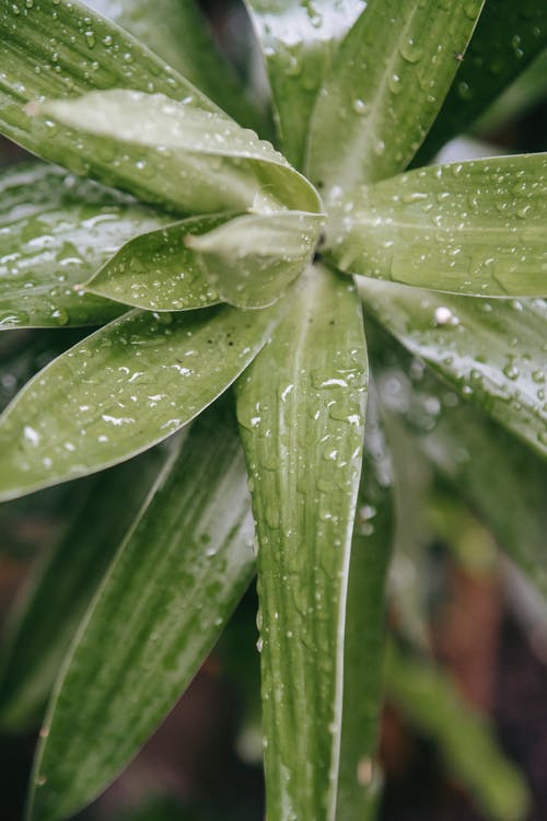 有关俯視圖, 印度之歌, 叢林的免费素材图片