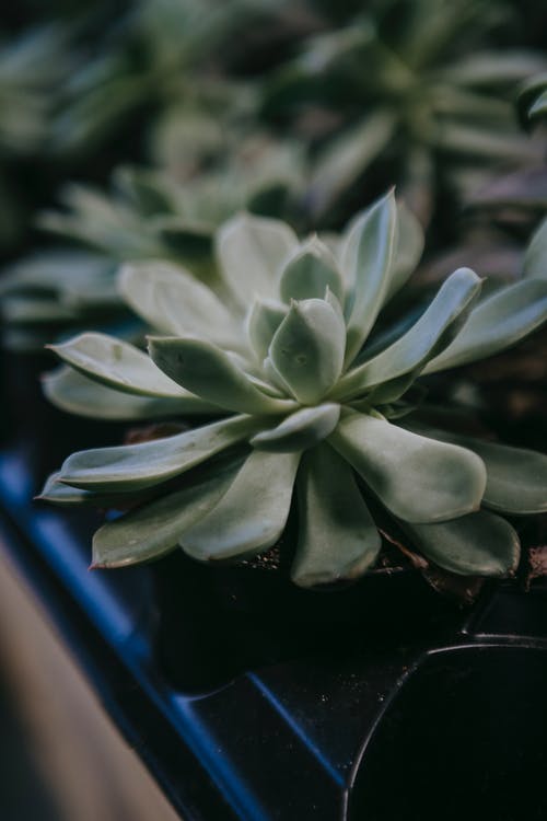 有关什錦的, 住所, 元素的免费素材图片