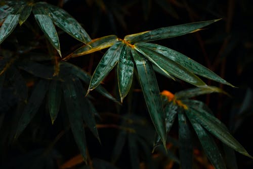 有关元素, 分公司, 地平線的免费素材图片