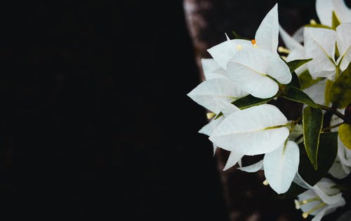 有关Copyspace, 一串, 九重葛的免费素材图片