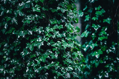 有关光, 公園, 冷靜的免费素材图片