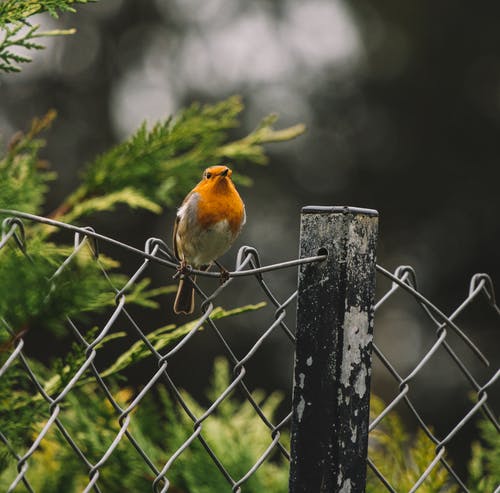 有关動物攝影, 围栏, 垂直拍摄的免费素材图片