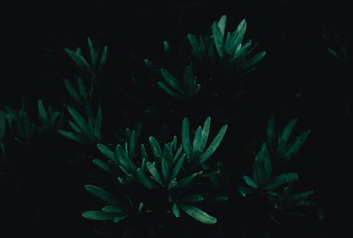 有关不变, 公園, 叢林的免费素材图片