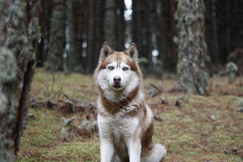 有关動物, 動物攝影, 哺乳動物的免费素材图片
