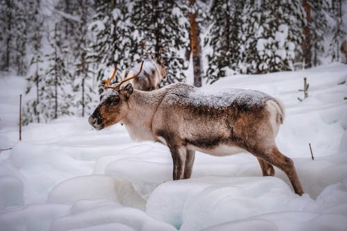 有关側面圖, 冬季, 冷的免费素材图片