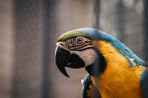 有关侧面图, 动物, 特写的免费素材图片