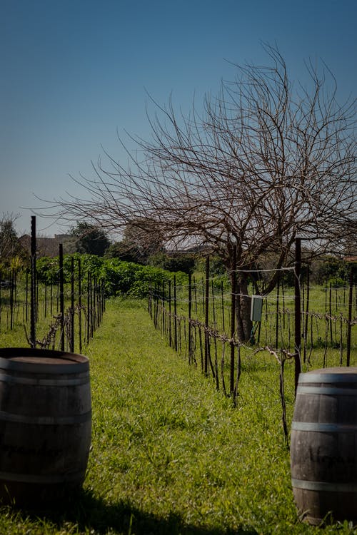 有关下落, 划船, 和平的的免费素材图片