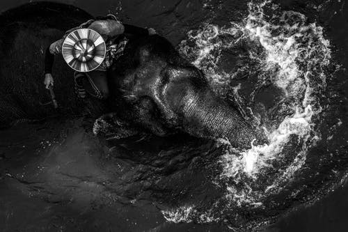 有关單色, 大象, 头顶射击的免费素材图片