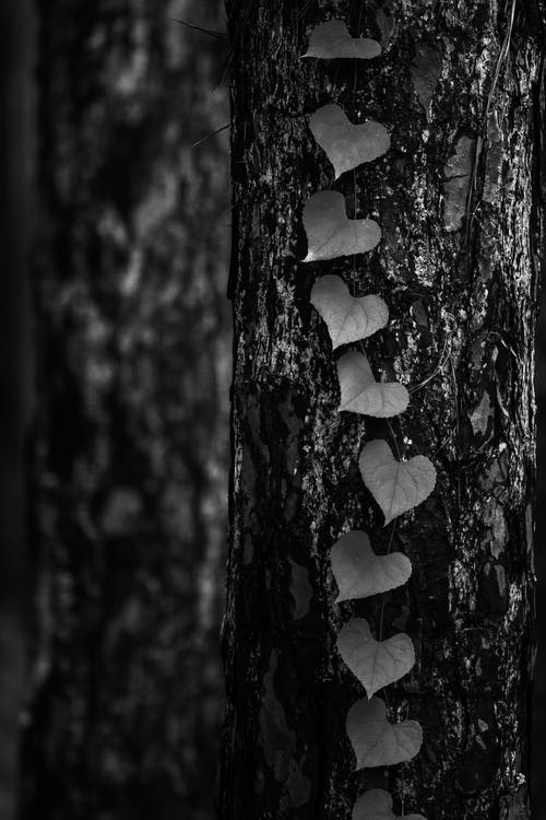 有关單色, 垂直拍摄, 心形的免费素材图片