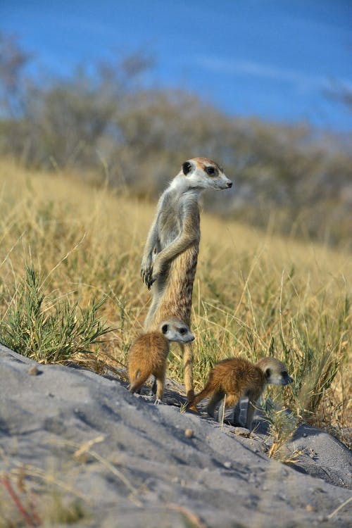有关動物, 動物攝影, 哺乳動物的免费素材图片