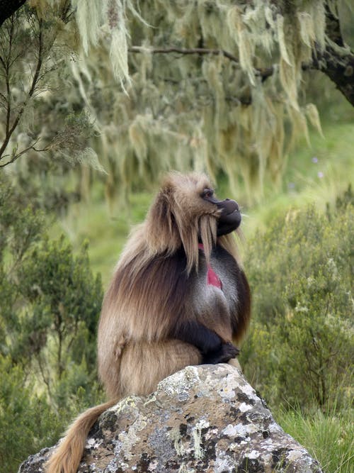 有关gelada, 動物, 動物攝影的免费素材图片