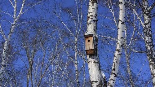 有关冬季, 分支机构, 户外的免费素材图片