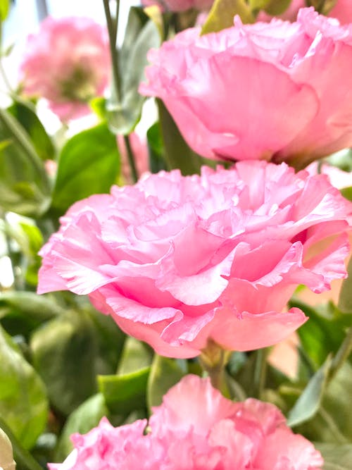 有关垂直拍摄, 工厂, 植物群的免费素材图片