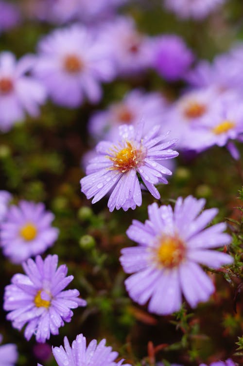 有关垂直拍摄, 天性, 戶外的免费素材图片
