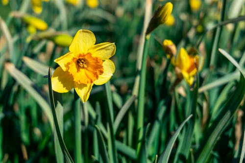 有关喇叭水仙, 天性, 戶外的免费素材图片