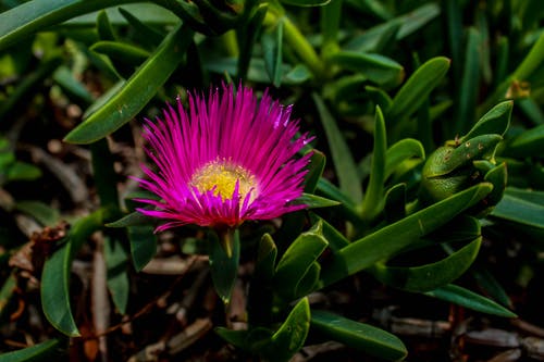 有关大自然, 天性, 美在自然中的免费素材图片