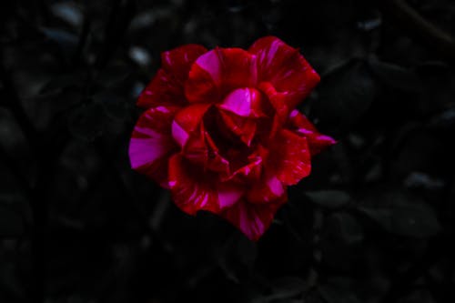 有关自然攝影, 自然爱好者的免费素材图片