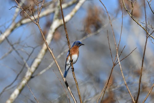 有关东部蓝鸟, 景深, 棲息的免费素材图片