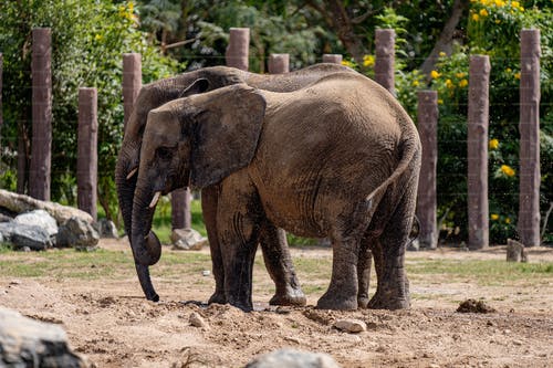 有关动物园, 动物摄影, 厚皮类动物的免费素材图片