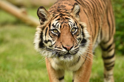 有关凝视, 动物, 动物园的免费素材图片