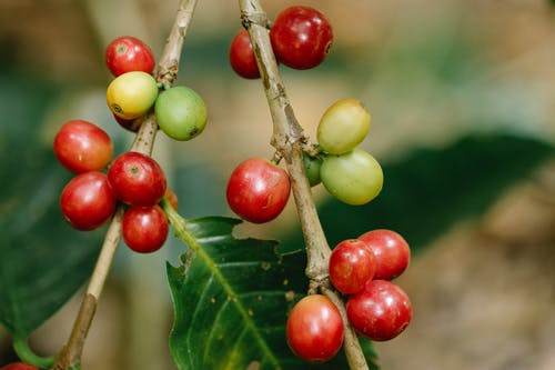 有关一串, 咖啡果, 咖啡樱桃的免费素材图片