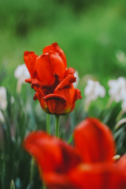 有关垂直拍摄, 天性, 工厂的免费素材图片