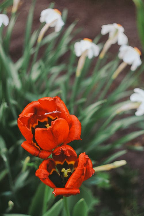 有关俯视图, 垂直拍摄, 天性的免费素材图片